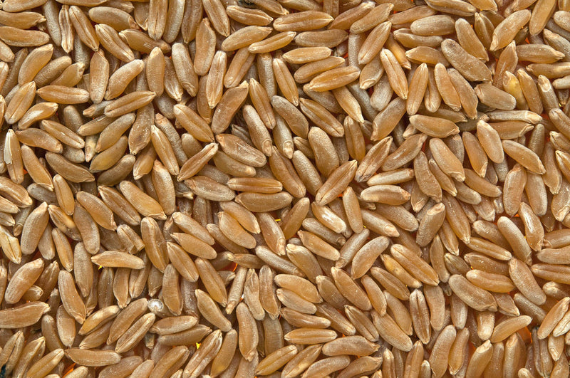 Kamut Berries Semi-Pearled Organic: 25lbs