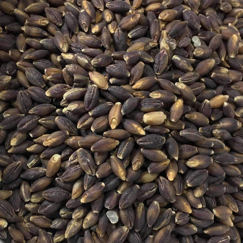 Barley Purple Semi-Pearled Organic: 25lbs