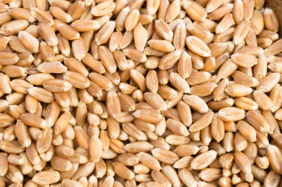 Semi-Pearled Farro Organic: 25lbs