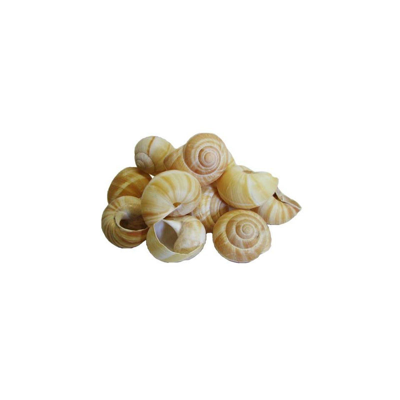 Snail Shells Extra Large: 36ct