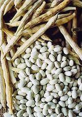 Coco Beans White Dry: 5kg