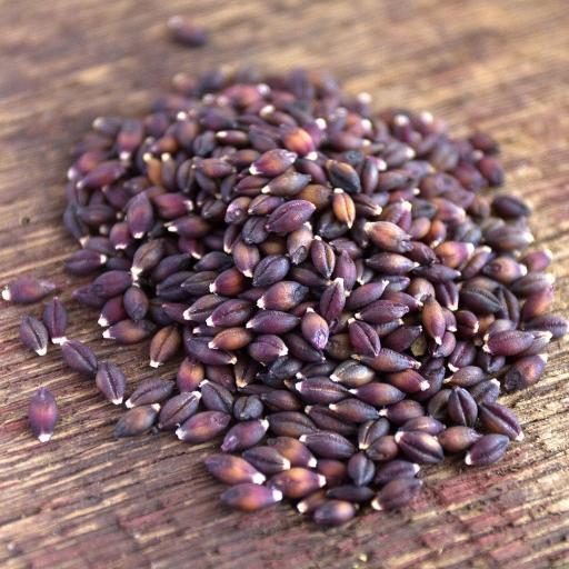Barley Purple Prairie Organic: 25lbs
