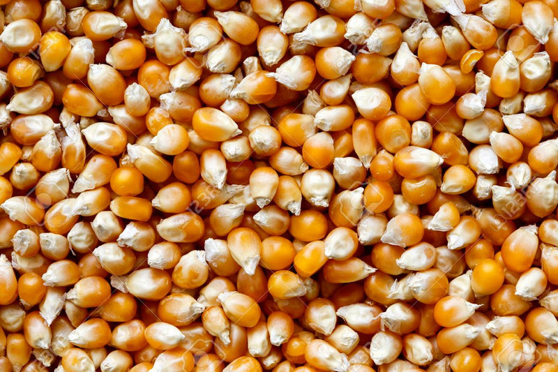 Popcorn Yellow Un-Popped: 25lbs